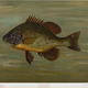 Illustration for article titled Fishes of North America That are Captured on Hook and Line
